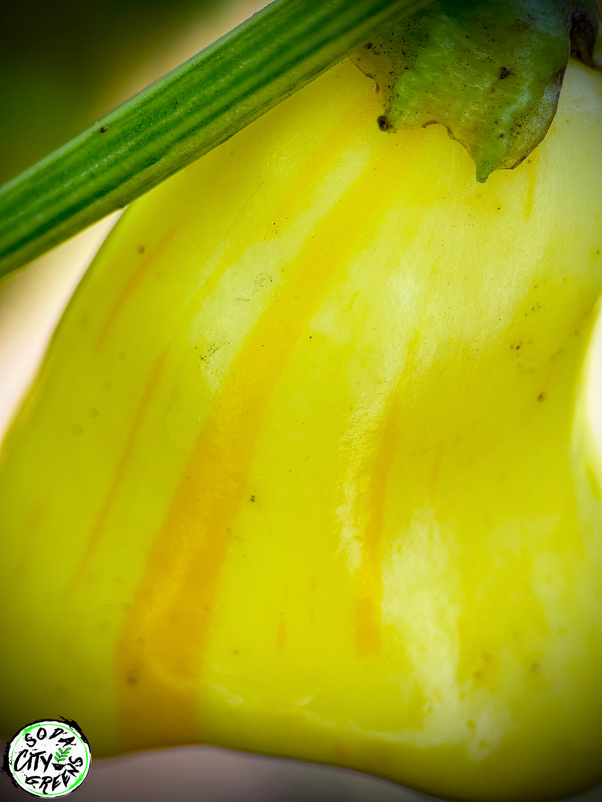 White Bell Stripey Pepper Seeds