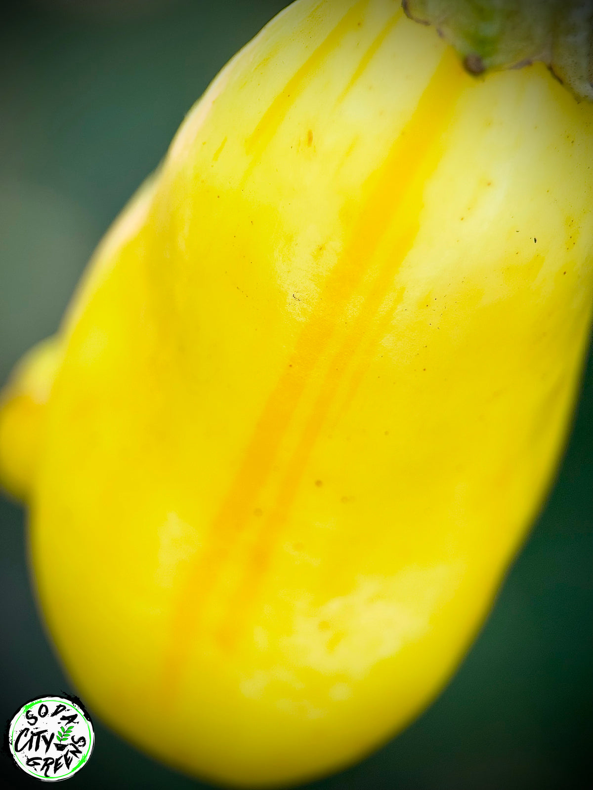 White Bell Stripey Pepper Seeds