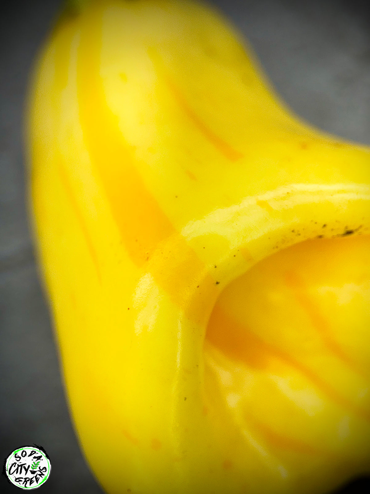 White Bell Stripey Pepper Seeds