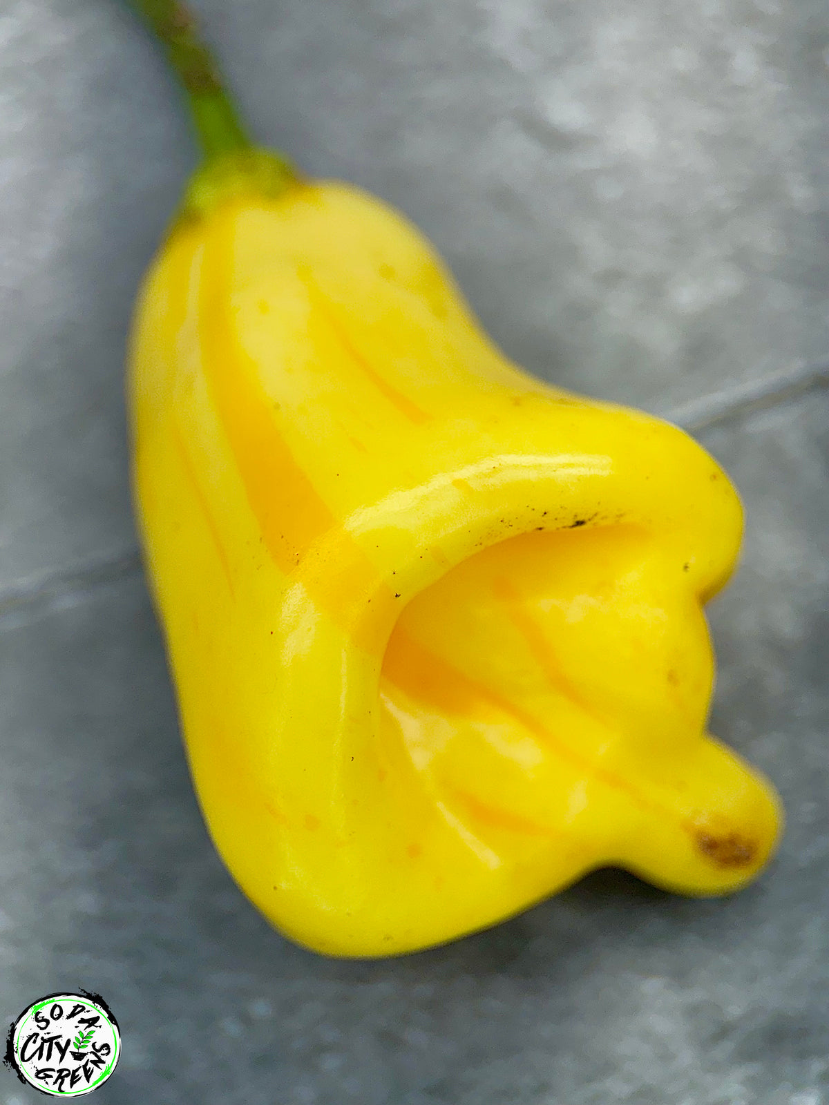 White Bell Stripey Pepper Seeds