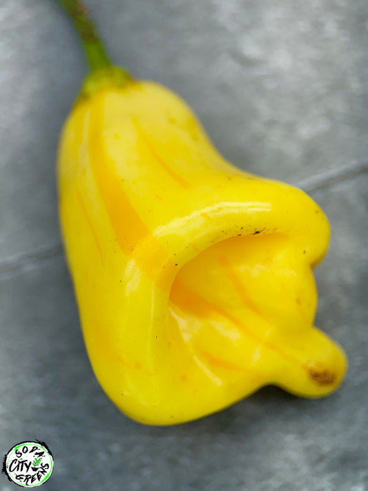 White Bell Stripey Pepper Seeds