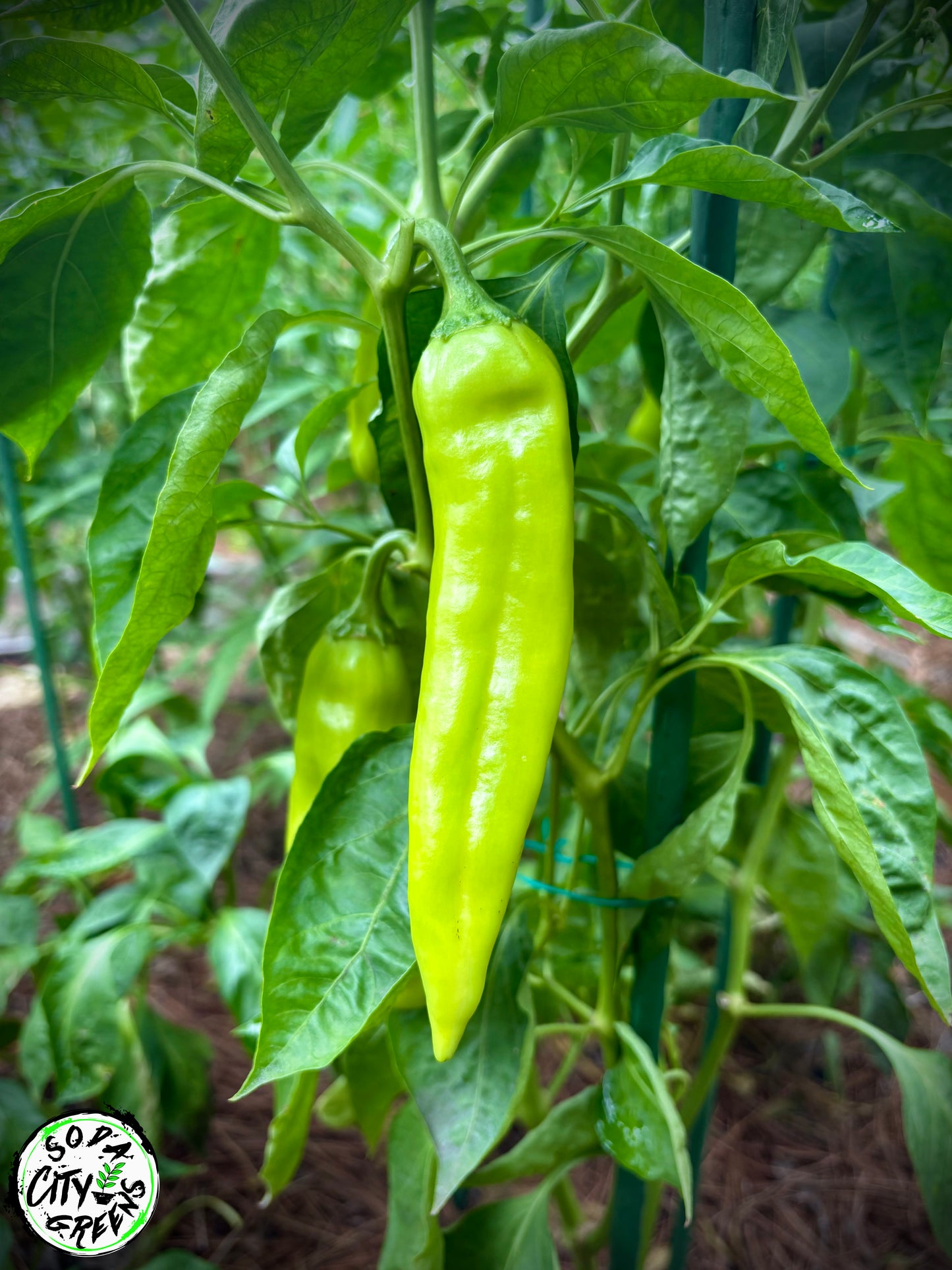 Big Jim NuMex Pepper Seeds