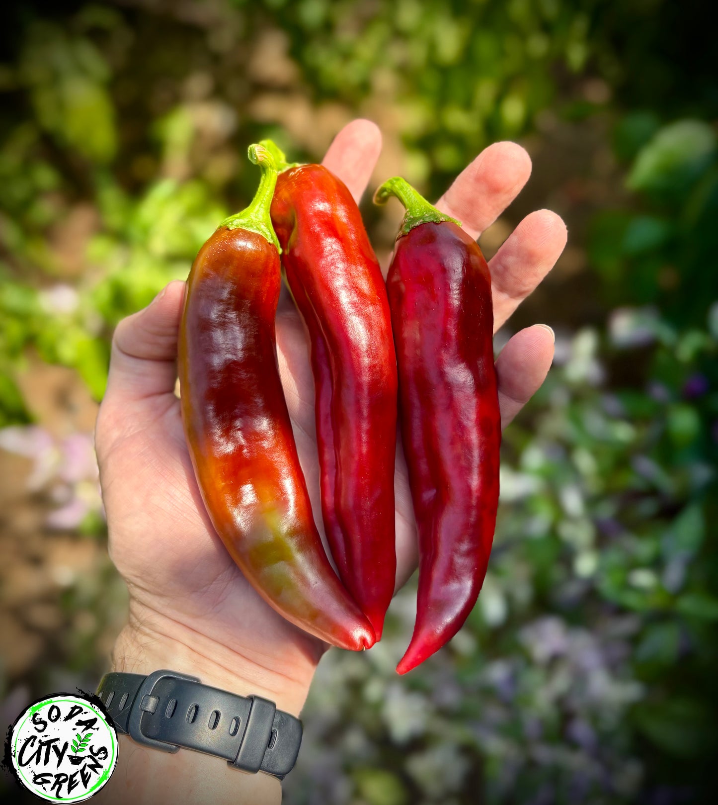 Big Jim NuMex Pepper Seeds