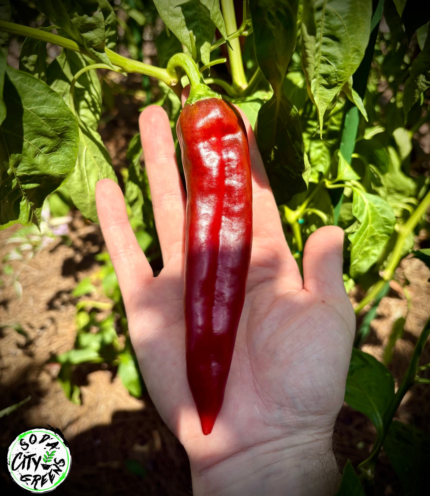 Big Jim NuMex Pepper Seeds