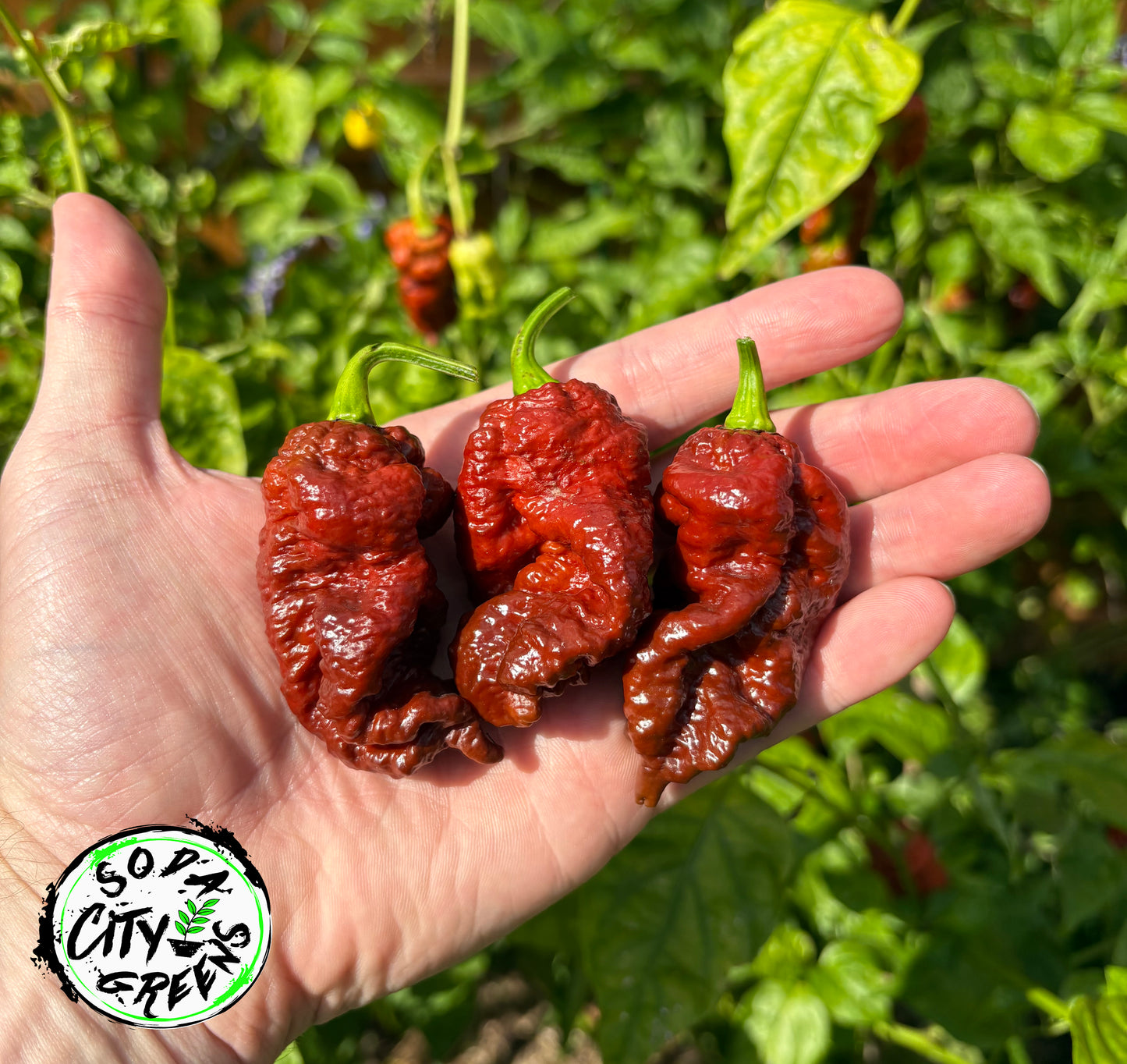 Big Black Mama (BBM) Pepper Seeds