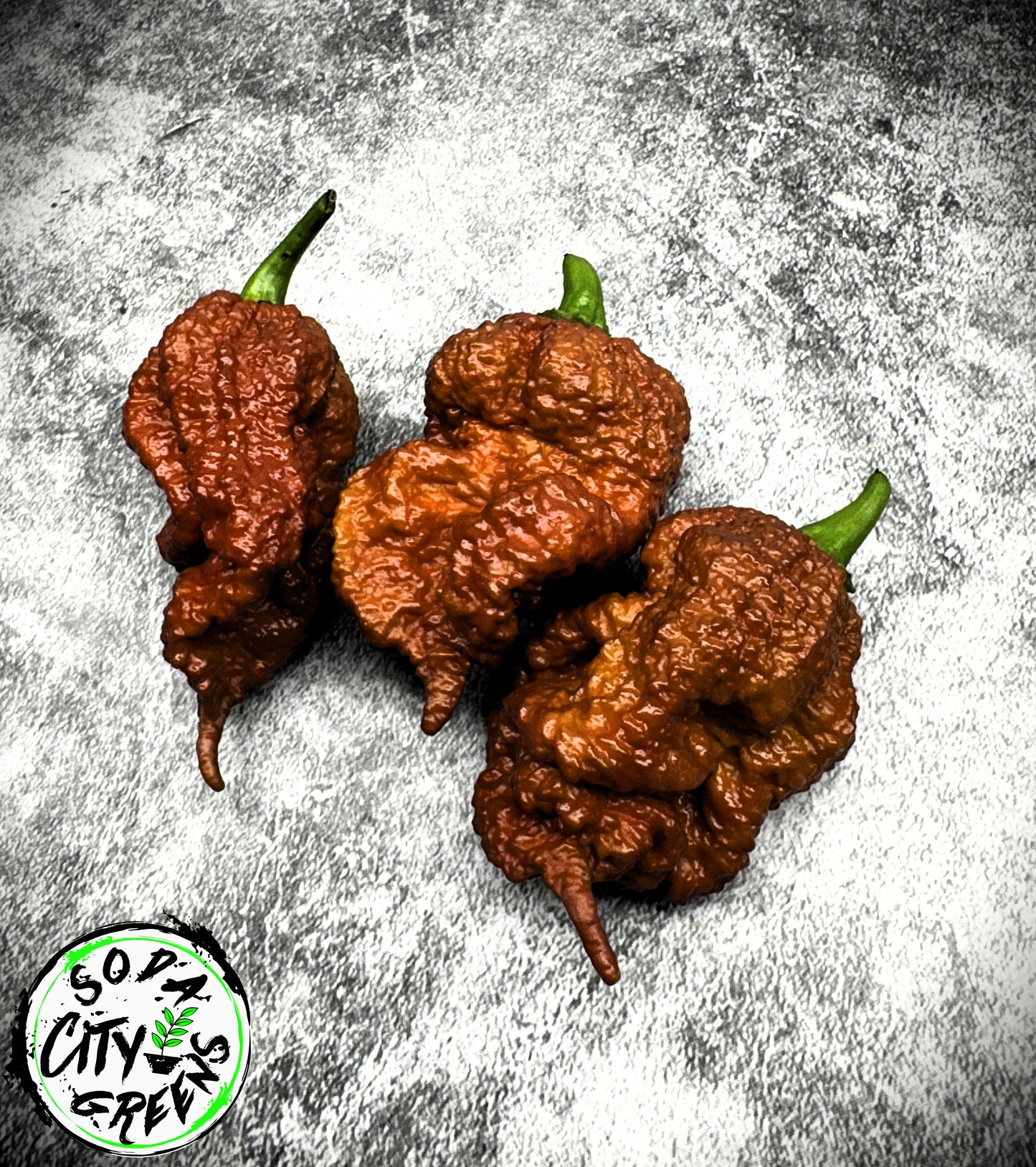 Chocolate Pepper Seed Variety Pack (You choose!)