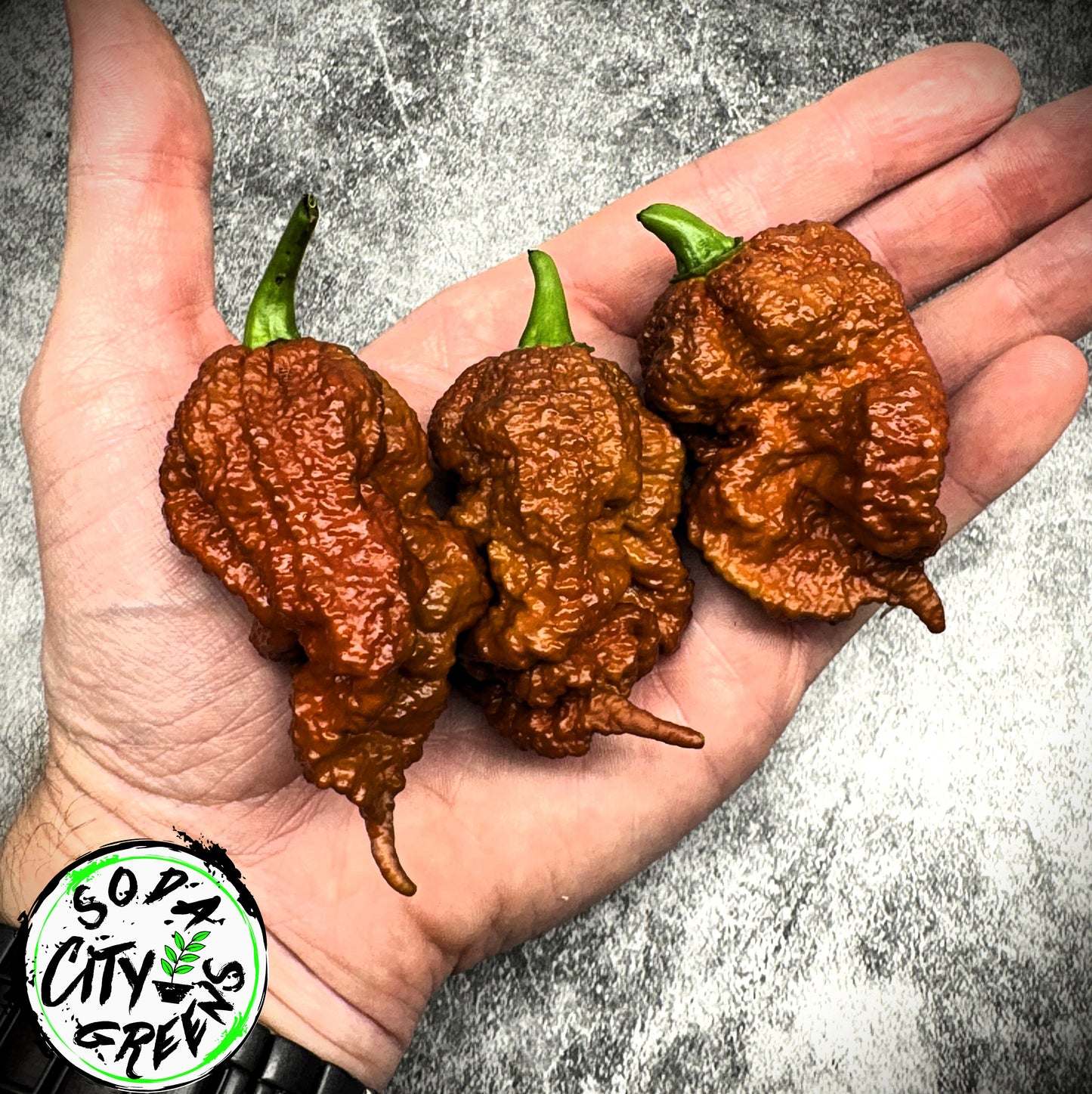 Chocolate Pepper Seed Variety Pack (You choose!)