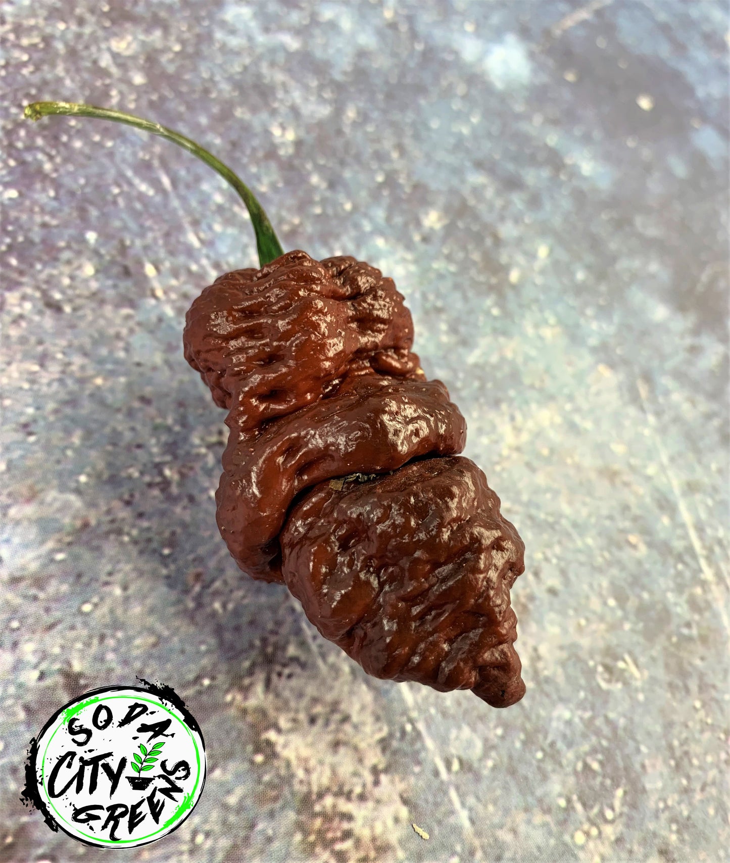 Chocolate Pepper Seed Variety Pack (You choose!)