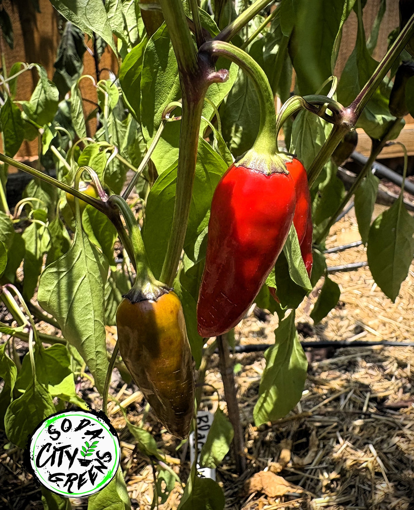 Black Hungarian Pepper Seeds