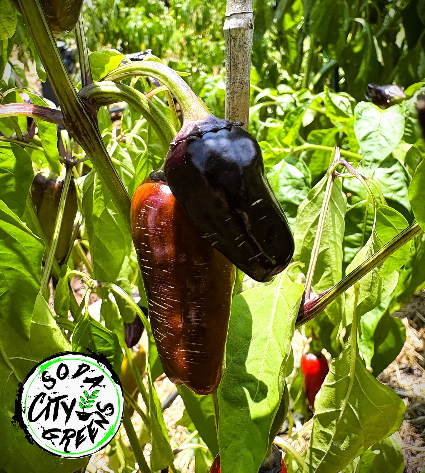 Black Hungarian Pepper Seeds