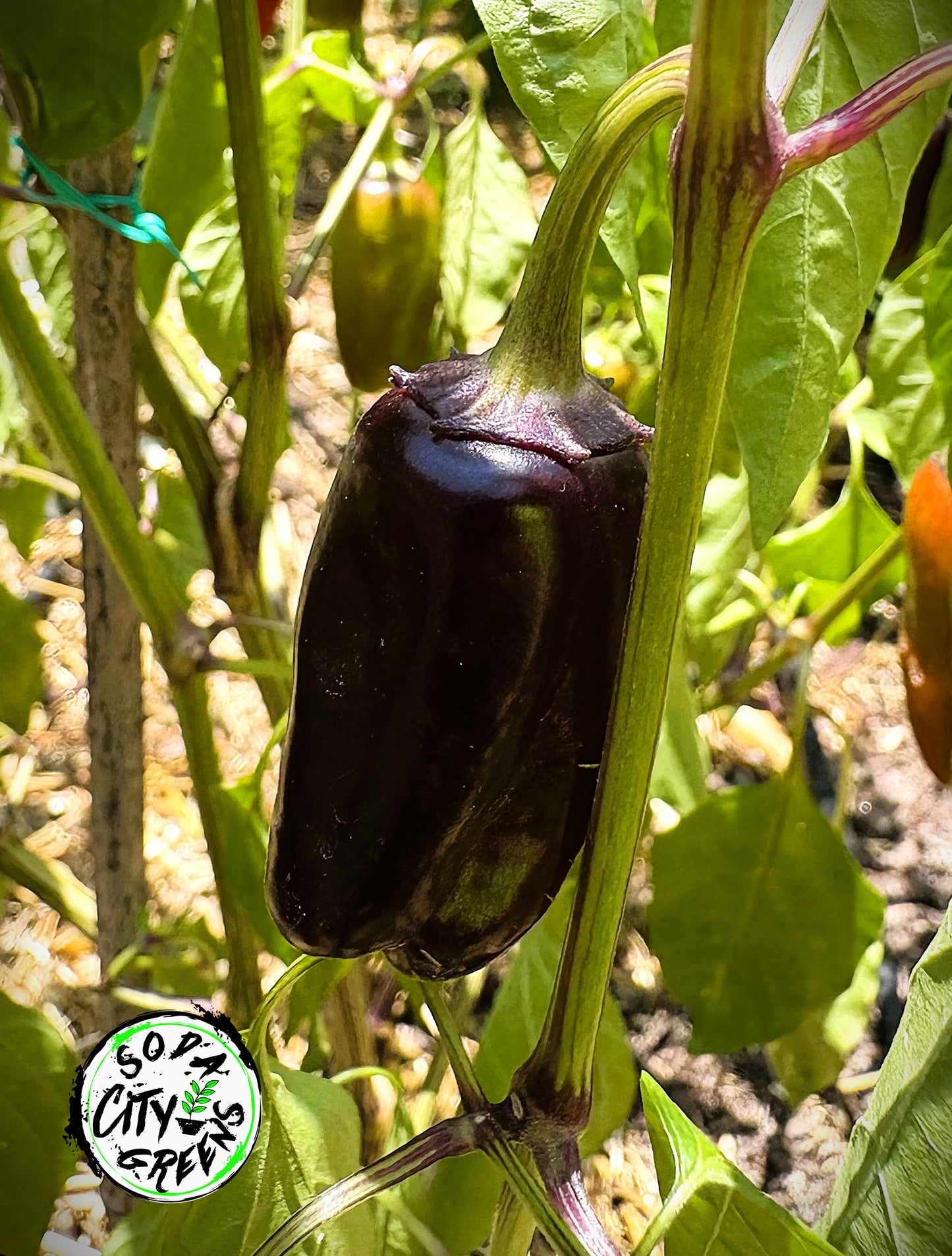 Black Hungarian Pepper Seeds