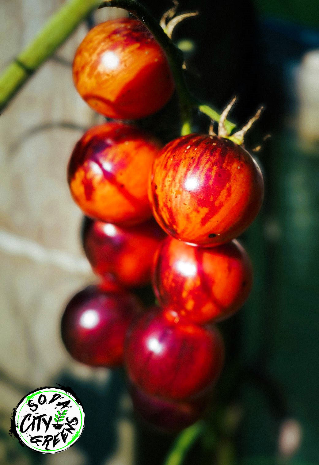 Black Strawberry Tomato Seeds