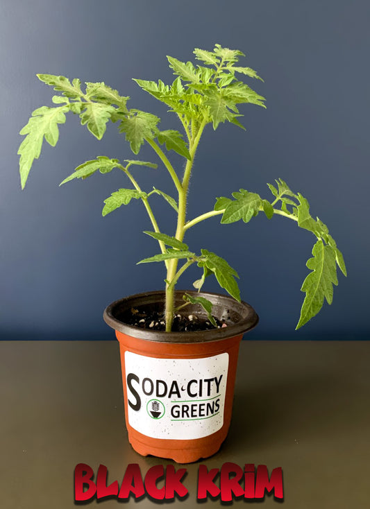 Black Krim (Black Russian) Tomato Live Plants
