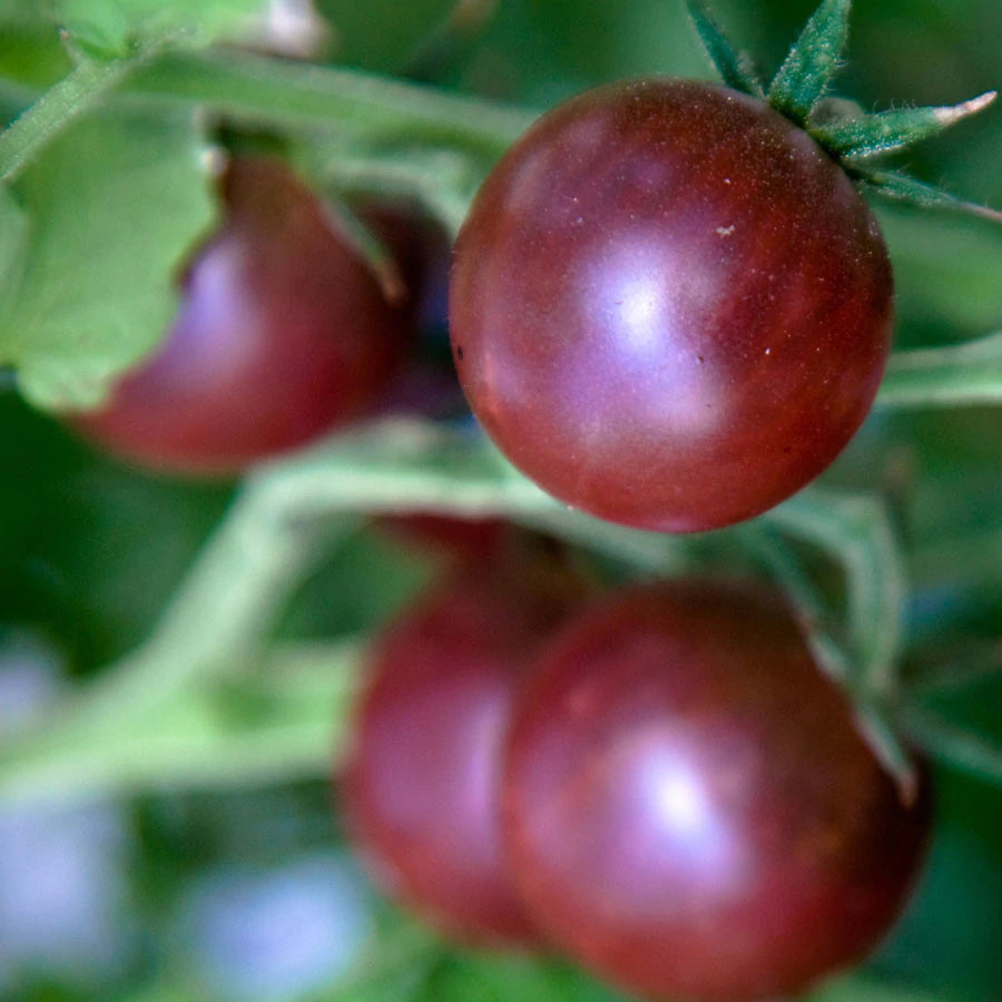 Black Cherry Tomato Live Plants
