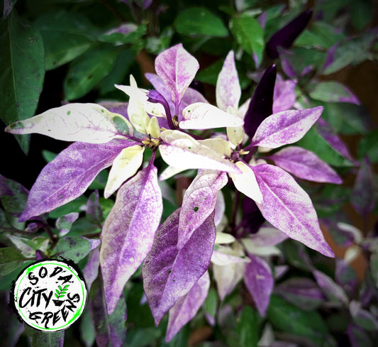 Blue Christmas Variegated Pepper Live Plants