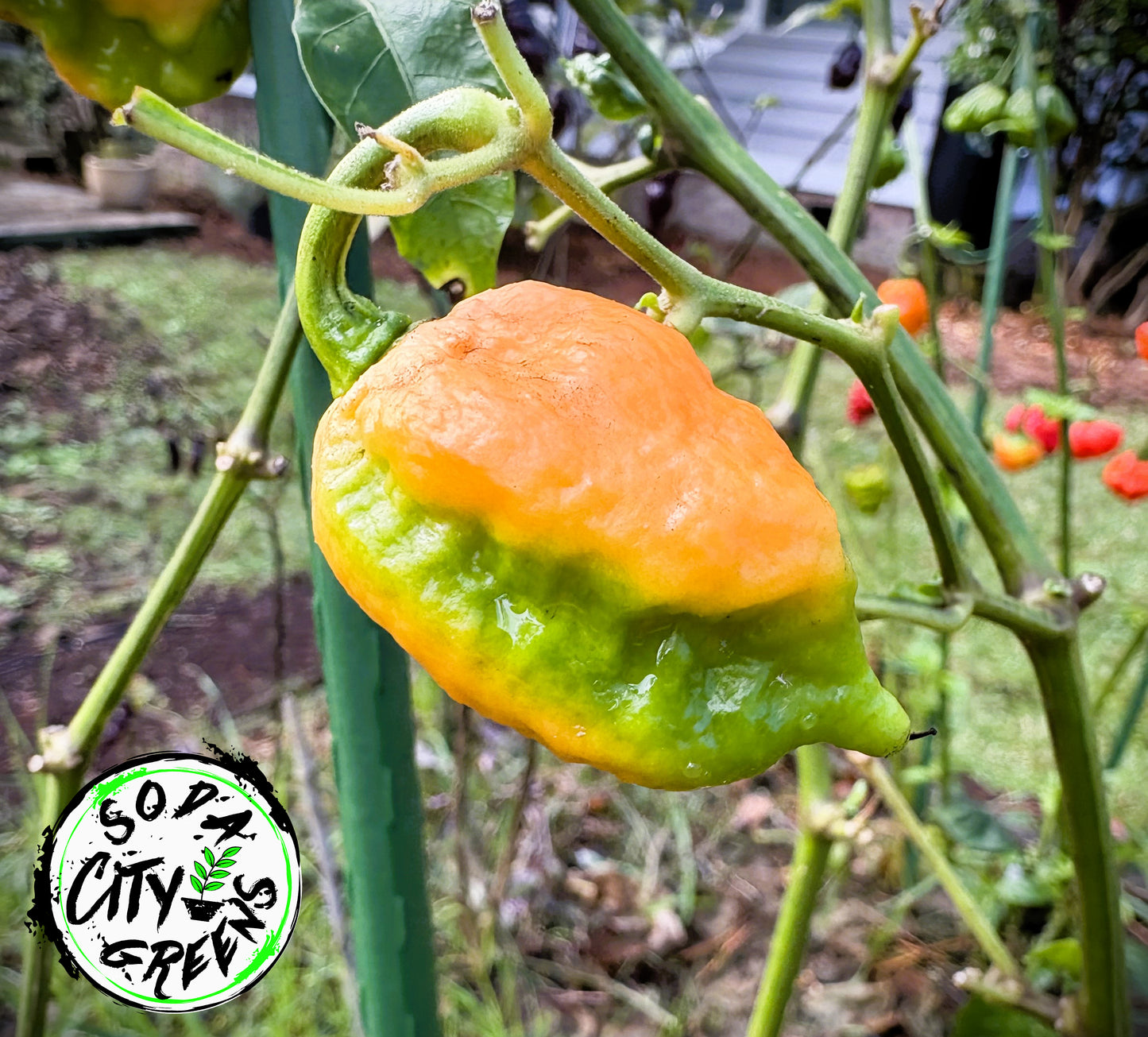 Brain Collapse Peach Pepper Seeds