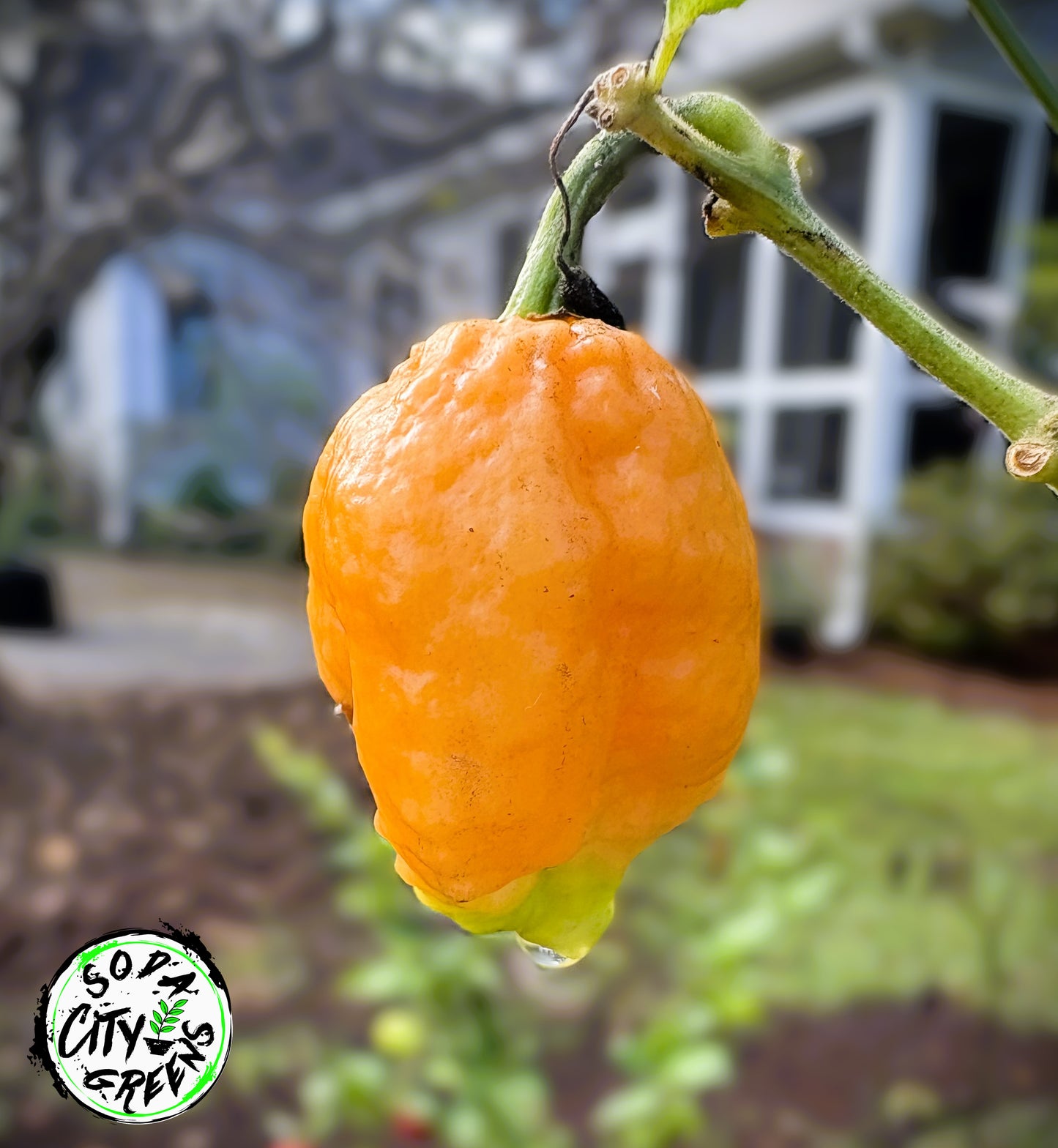 Brain Collapse Peach Pepper Seeds