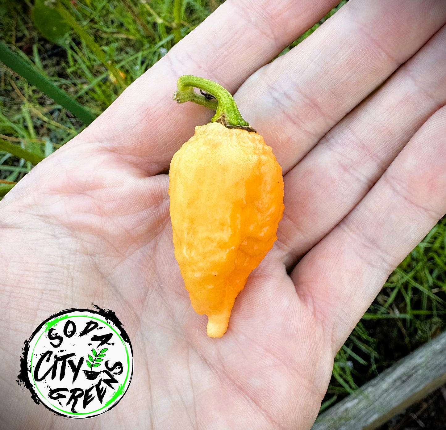 Brain Collapse Peach Pepper Seeds