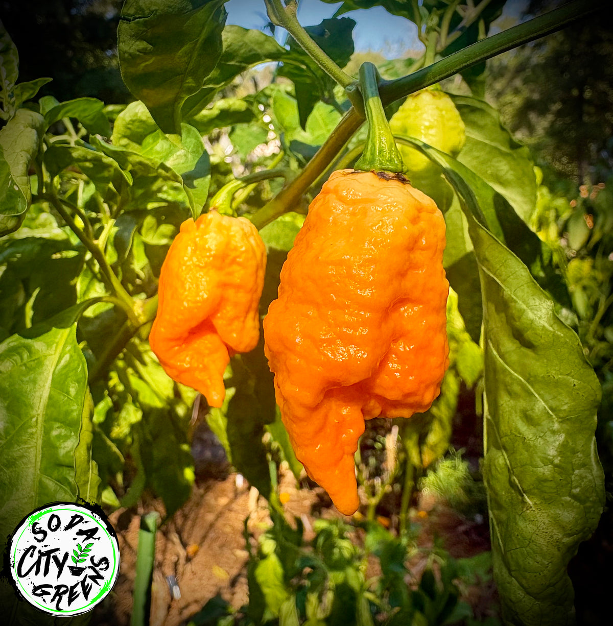 Brain Collapse Peach Pepper Seeds- Sinister Pepper Series