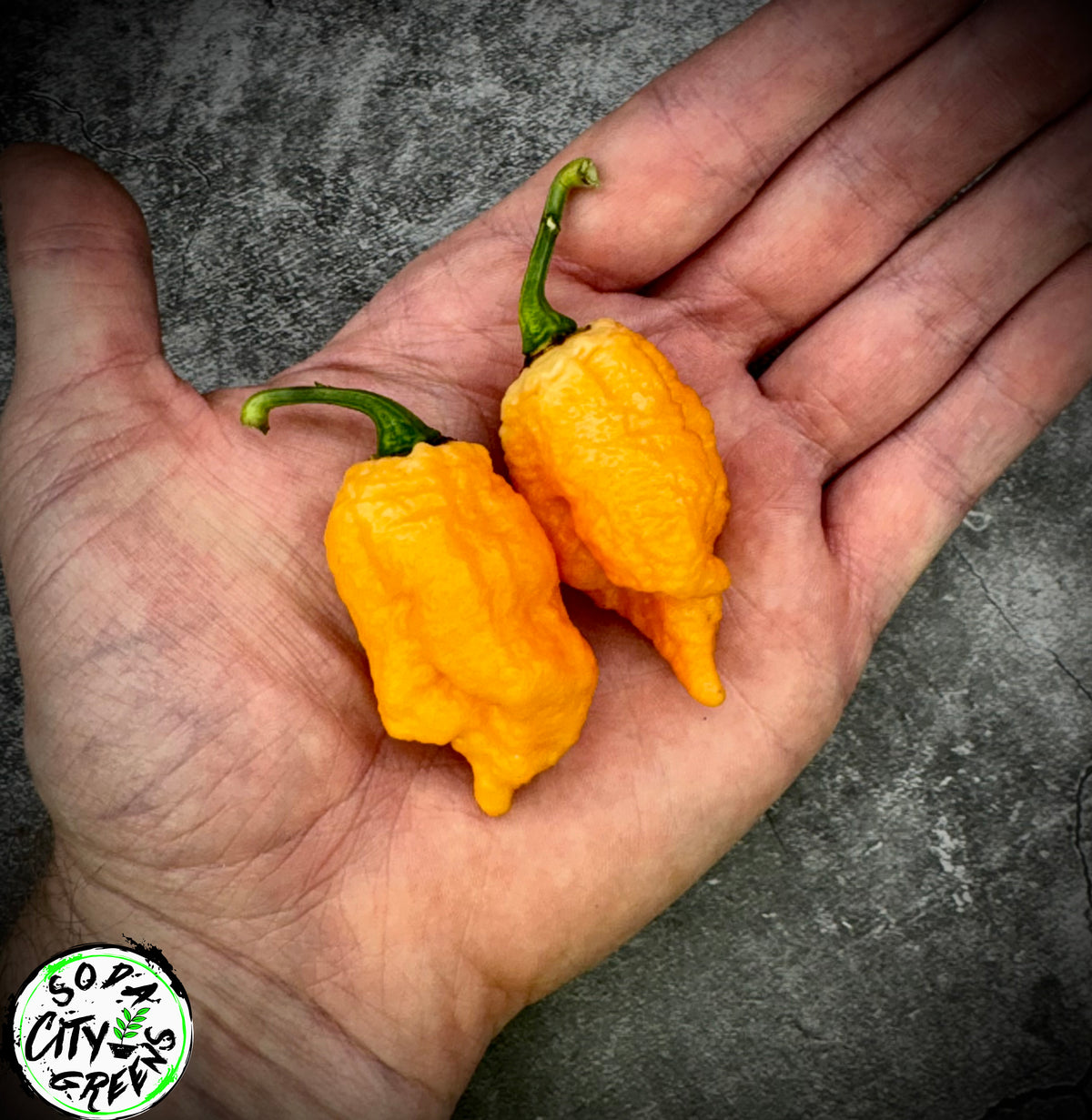 Brain Collapse Peach Pepper Seeds- Sinister Pepper Series