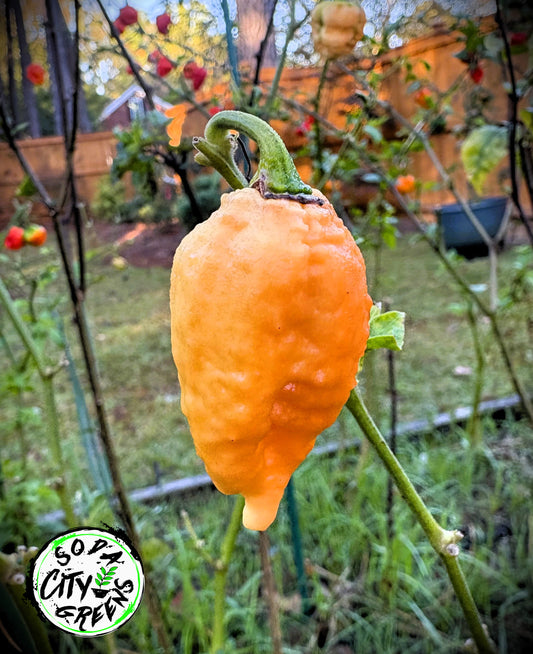 Brain Collapse Peach Pepper Seeds