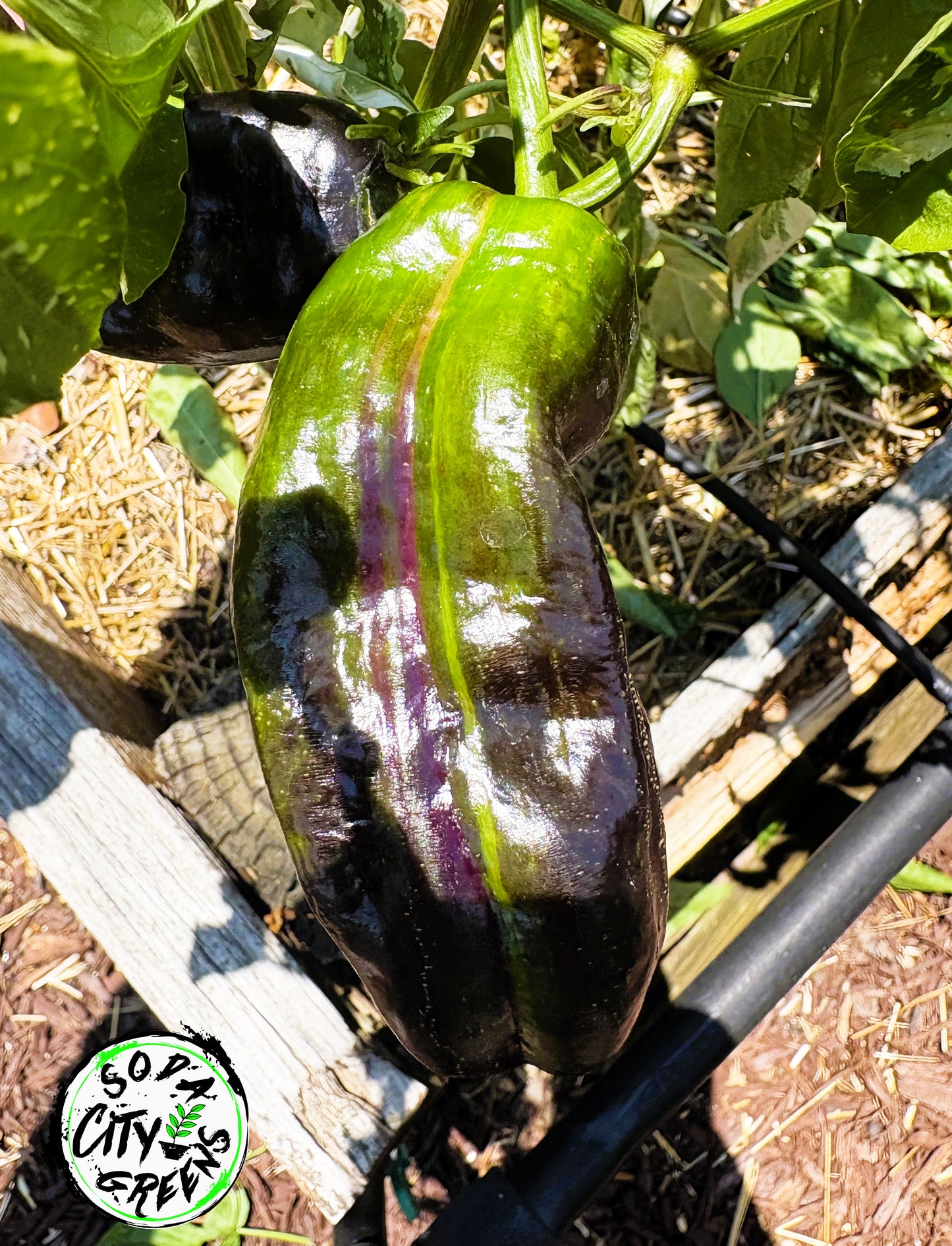 Bryans Blood Variegated Pepper Seeds