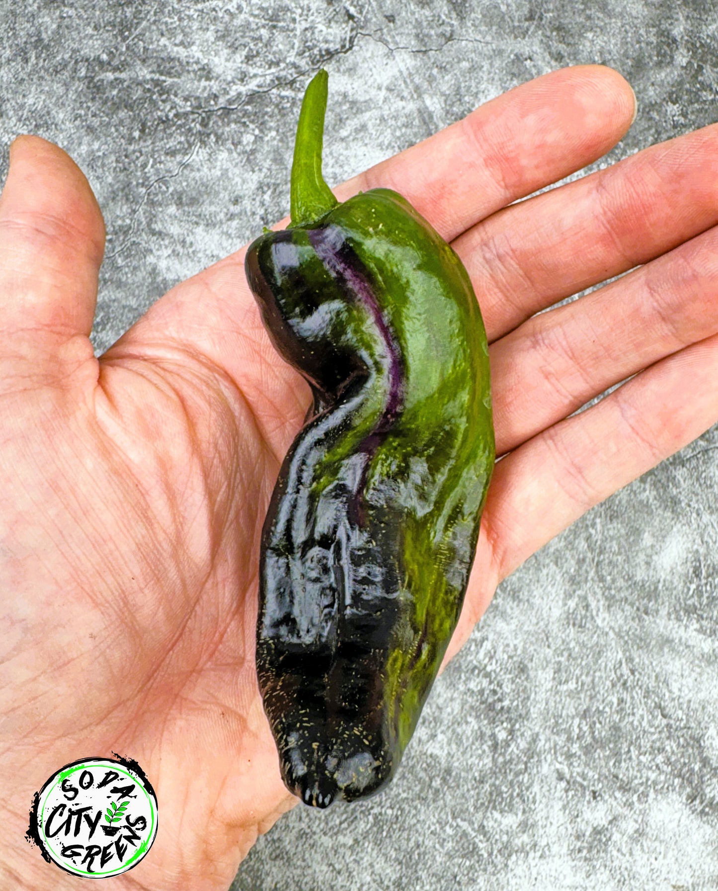 Bryans Blood Variegated Pepper Seeds