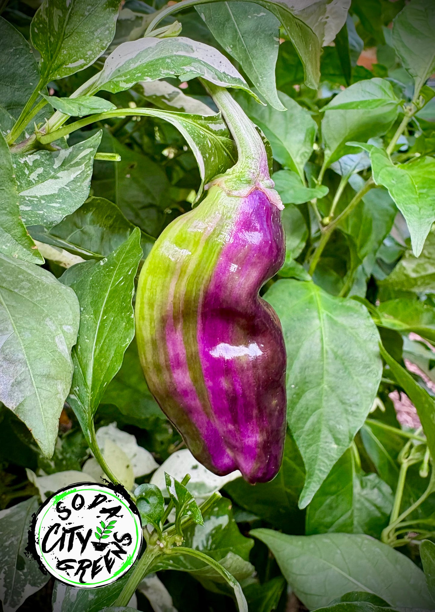 Sweet Heat Pepper Seed Variety Pack (You choose!)