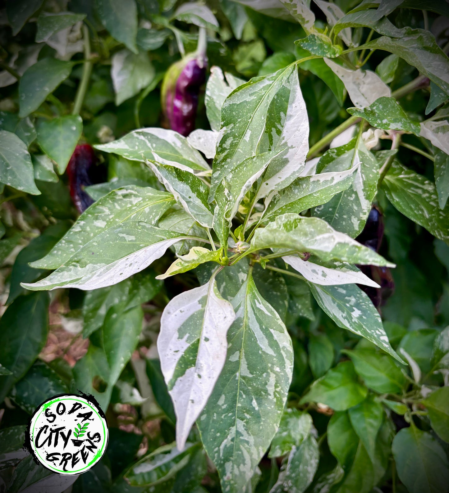Variegated Pepper Seed Variety Pack (You choose!)