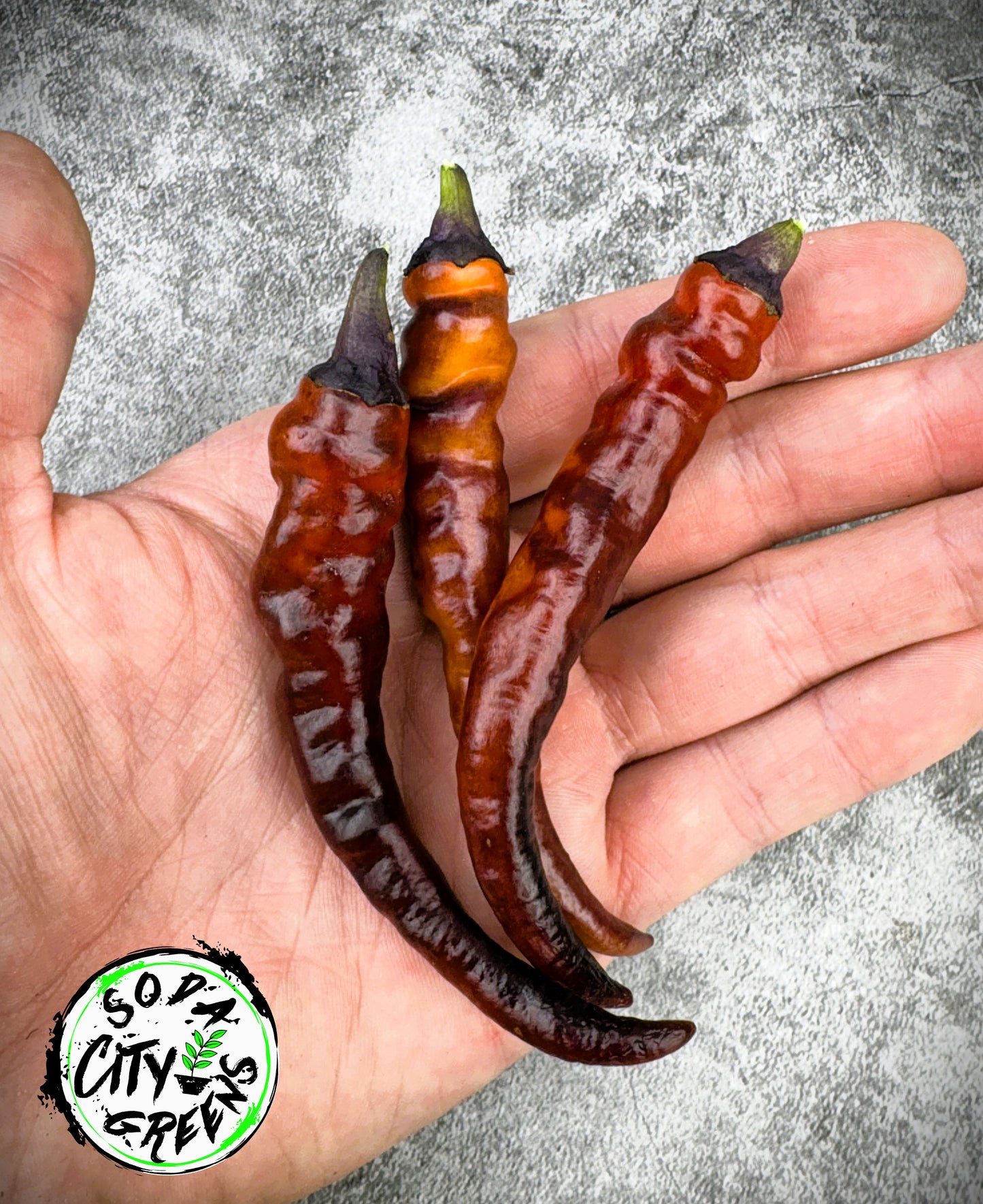 Buena Mulata (Purple Cayenne) Pepper Seeds