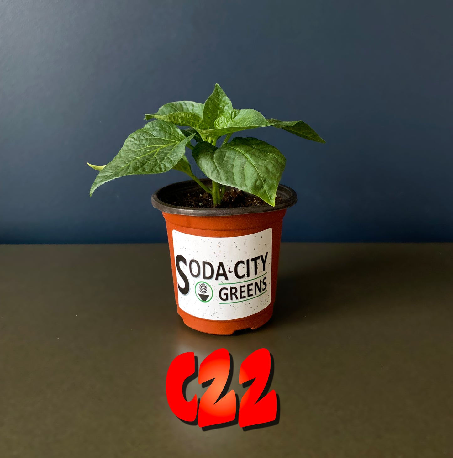 C22 Stinger Pepper Seeds
