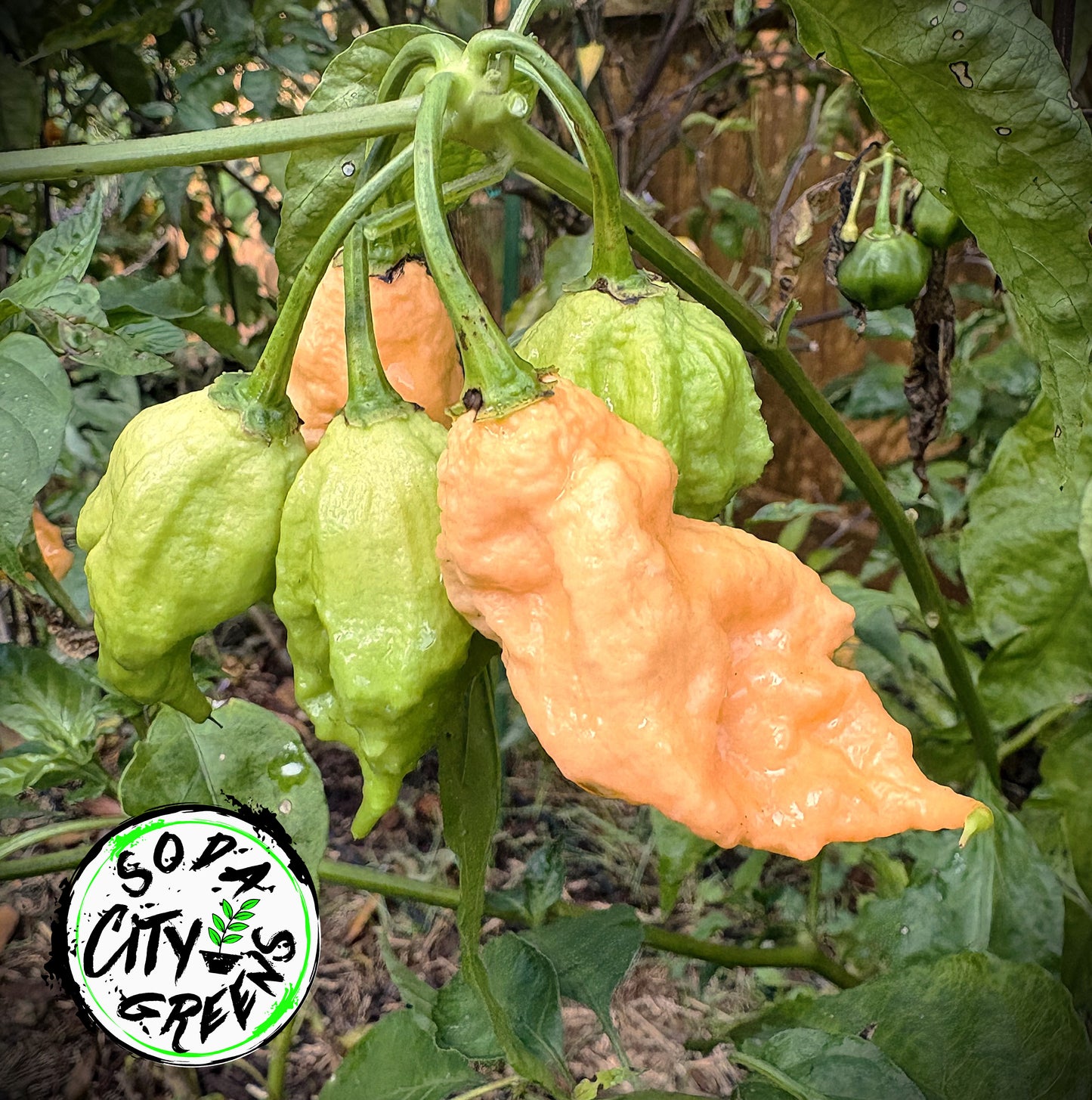 California Reaper Pepper Seeds