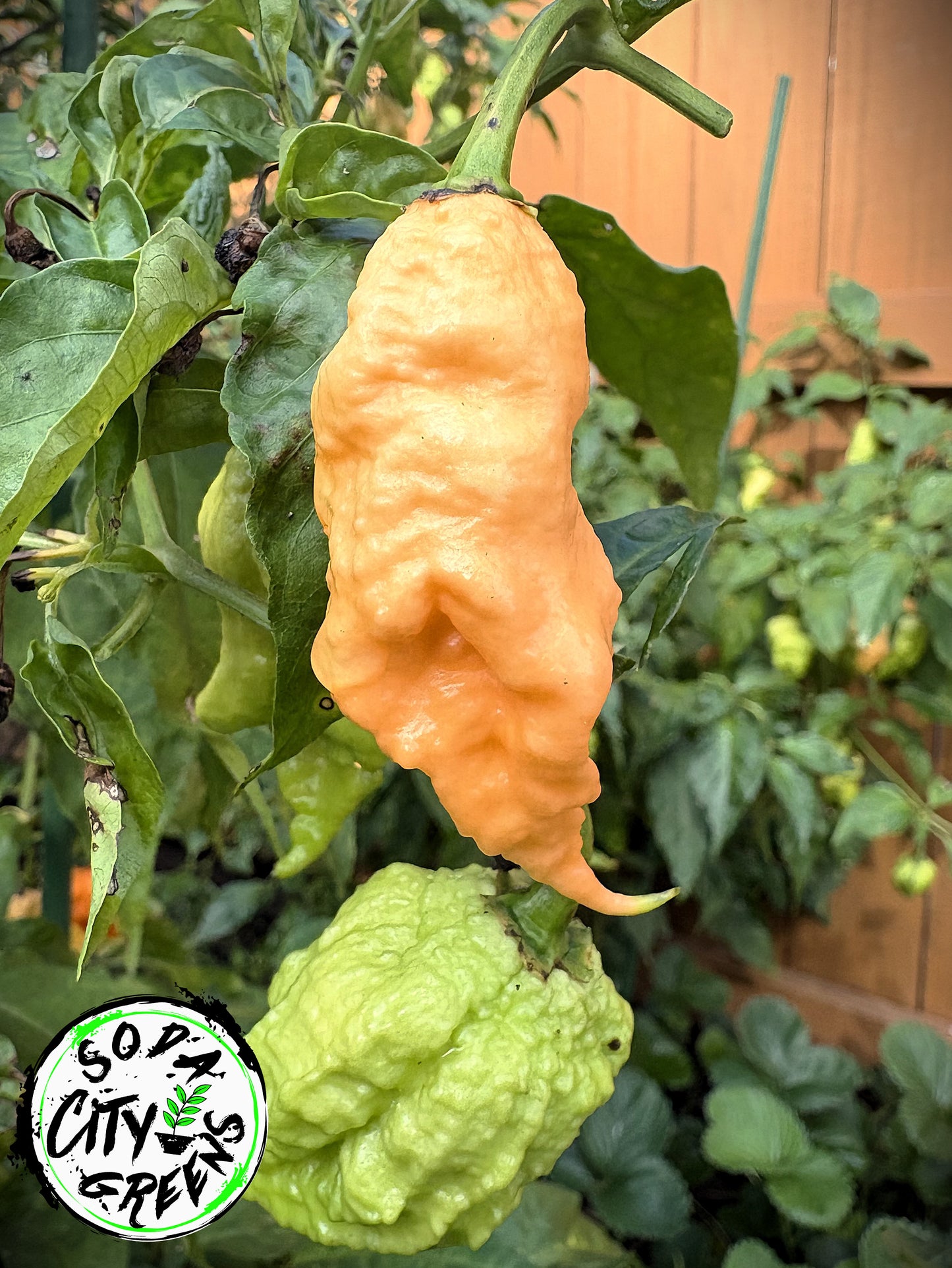 California Reaper Pepper Seeds