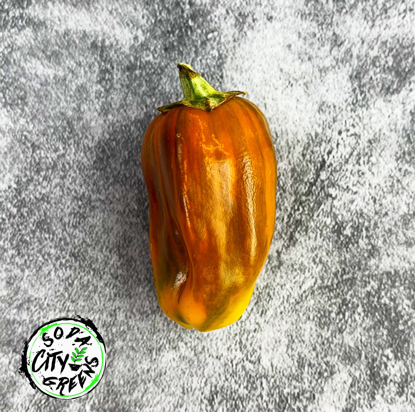 Chocolate Cherry Candy Cane Variegated Pepper Seeds