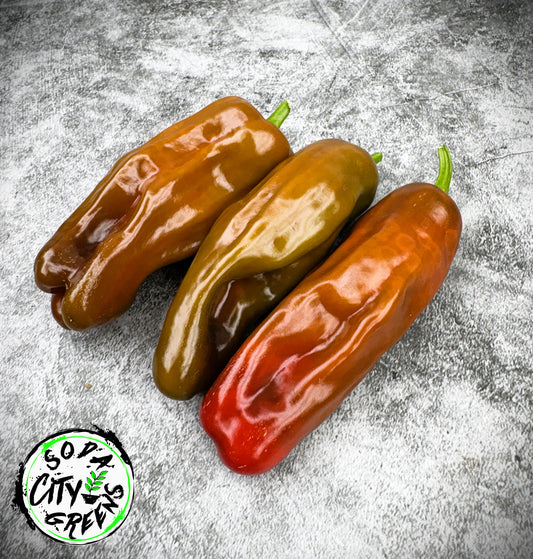 Chocolate Cherry Candy Cane Variegated Pepper Seeds
