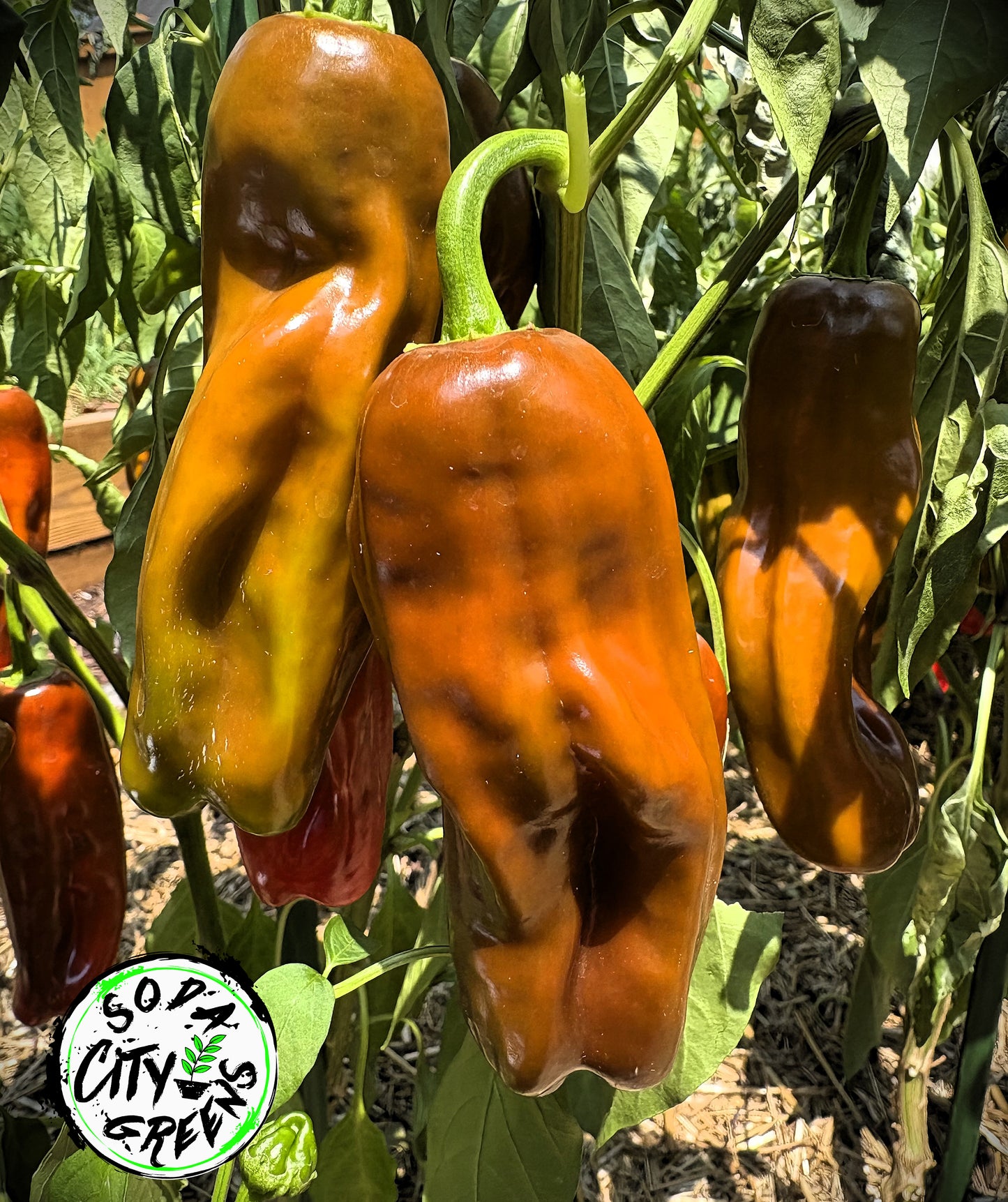 Chocolate Cherry Candy Cane Variegated Pepper Seeds