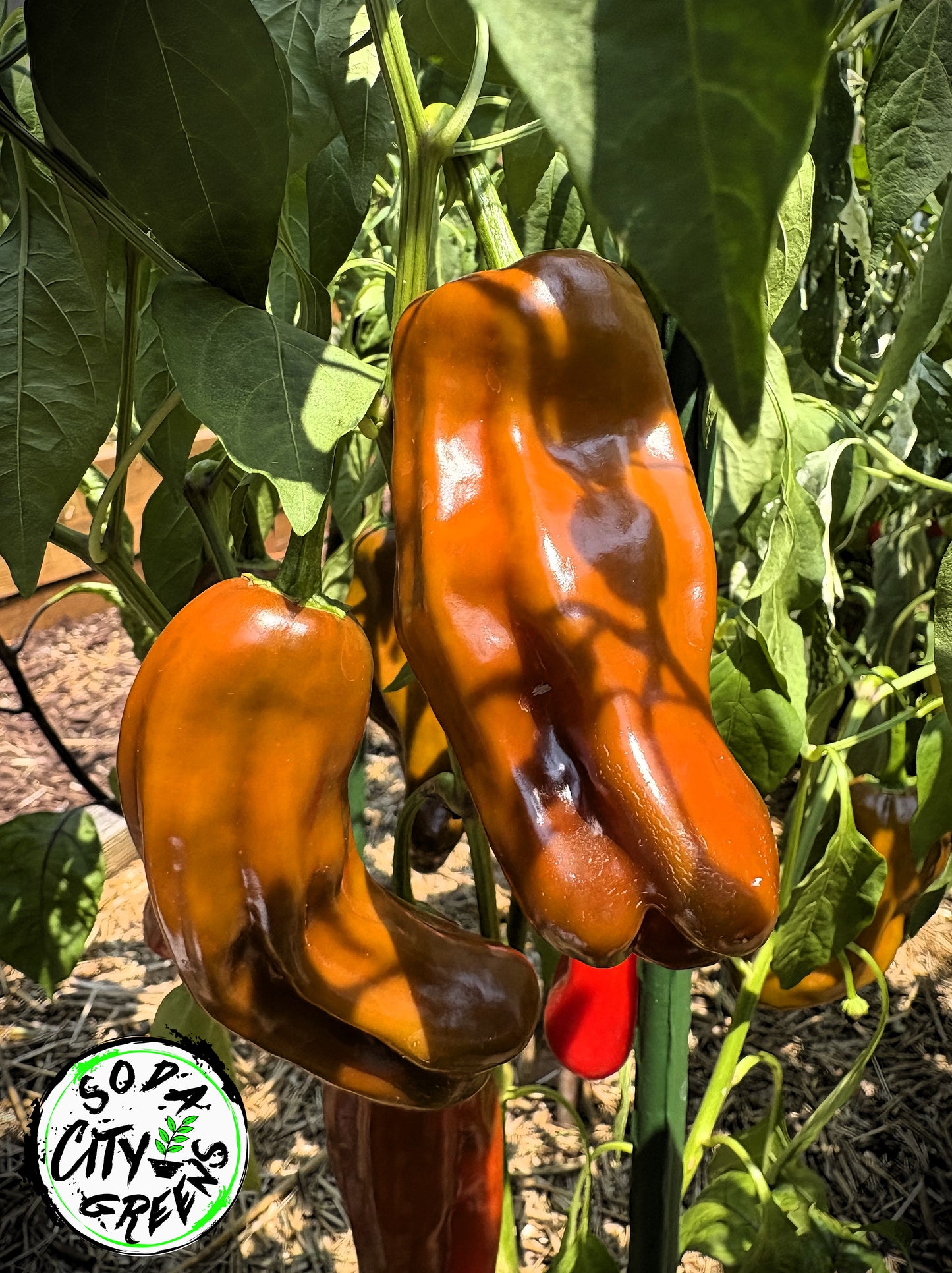 Chocolate Cherry Candy Cane Variegated Pepper Seeds