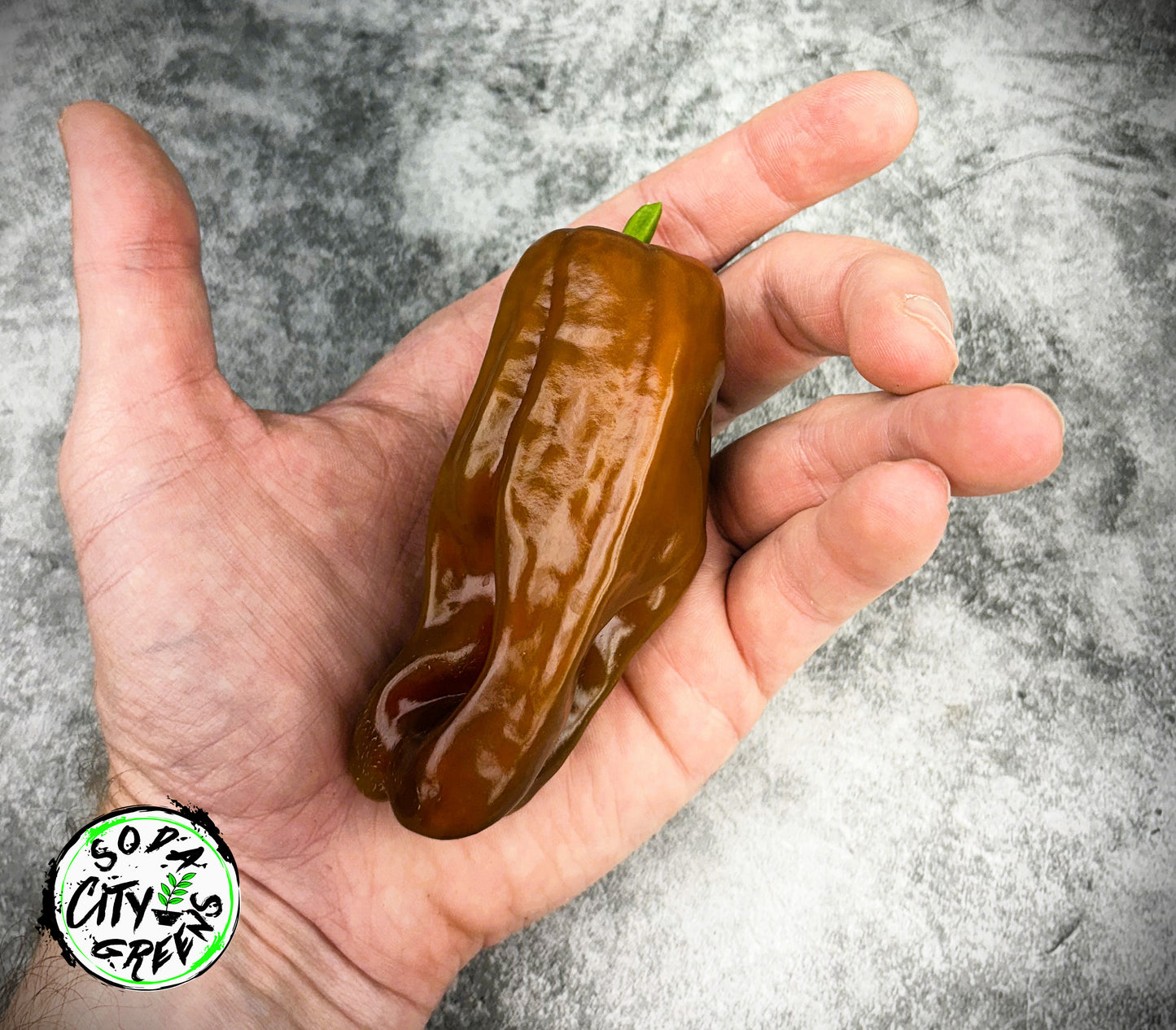 Chocolate Cherry Candy Cane Variegated Pepper Seeds