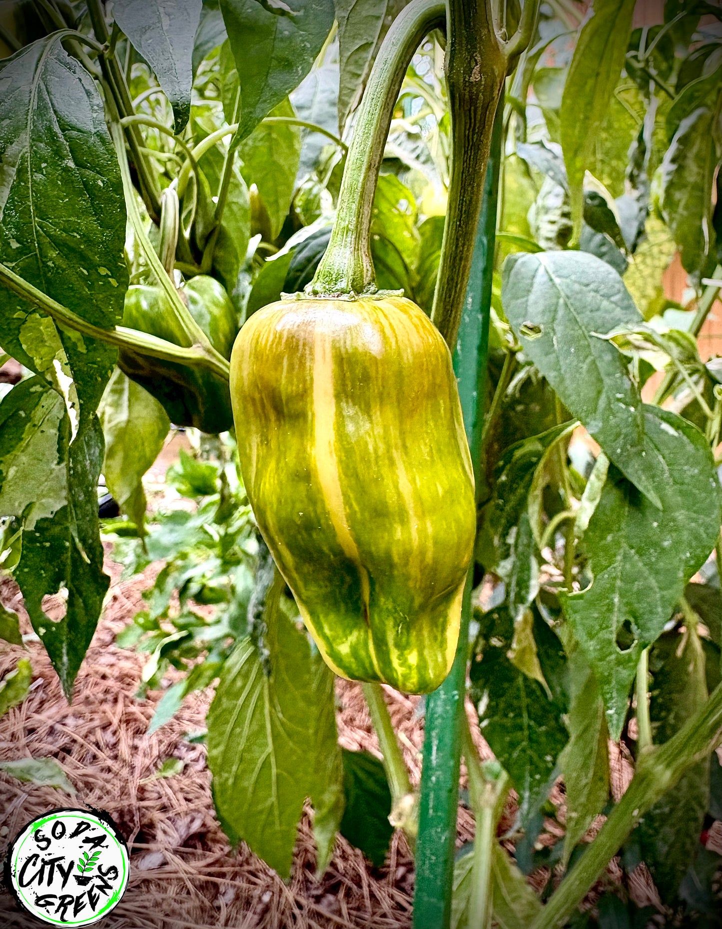 Candy Cane Variegated Pepper Seeds