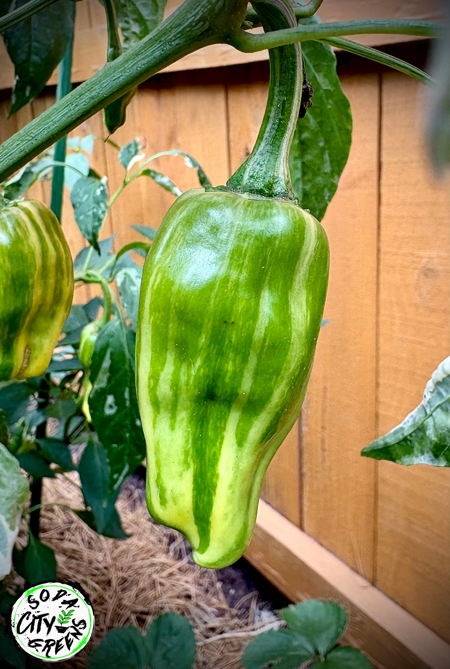 Candy Cane Variegated Pepper Seeds