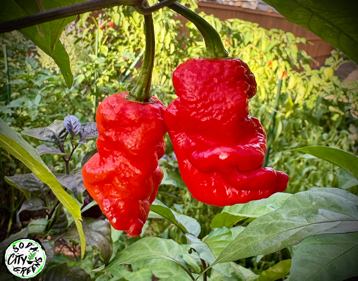 Daybreaker Pink Reaper Pepper Seeds