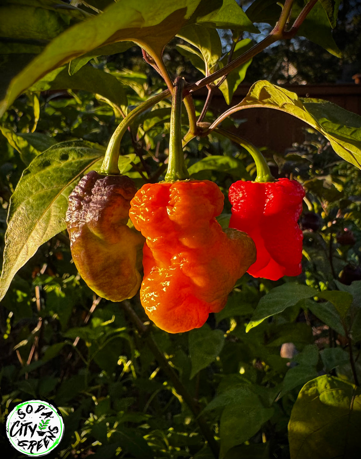 Daybreaker Pink Reaper Pepper Seeds