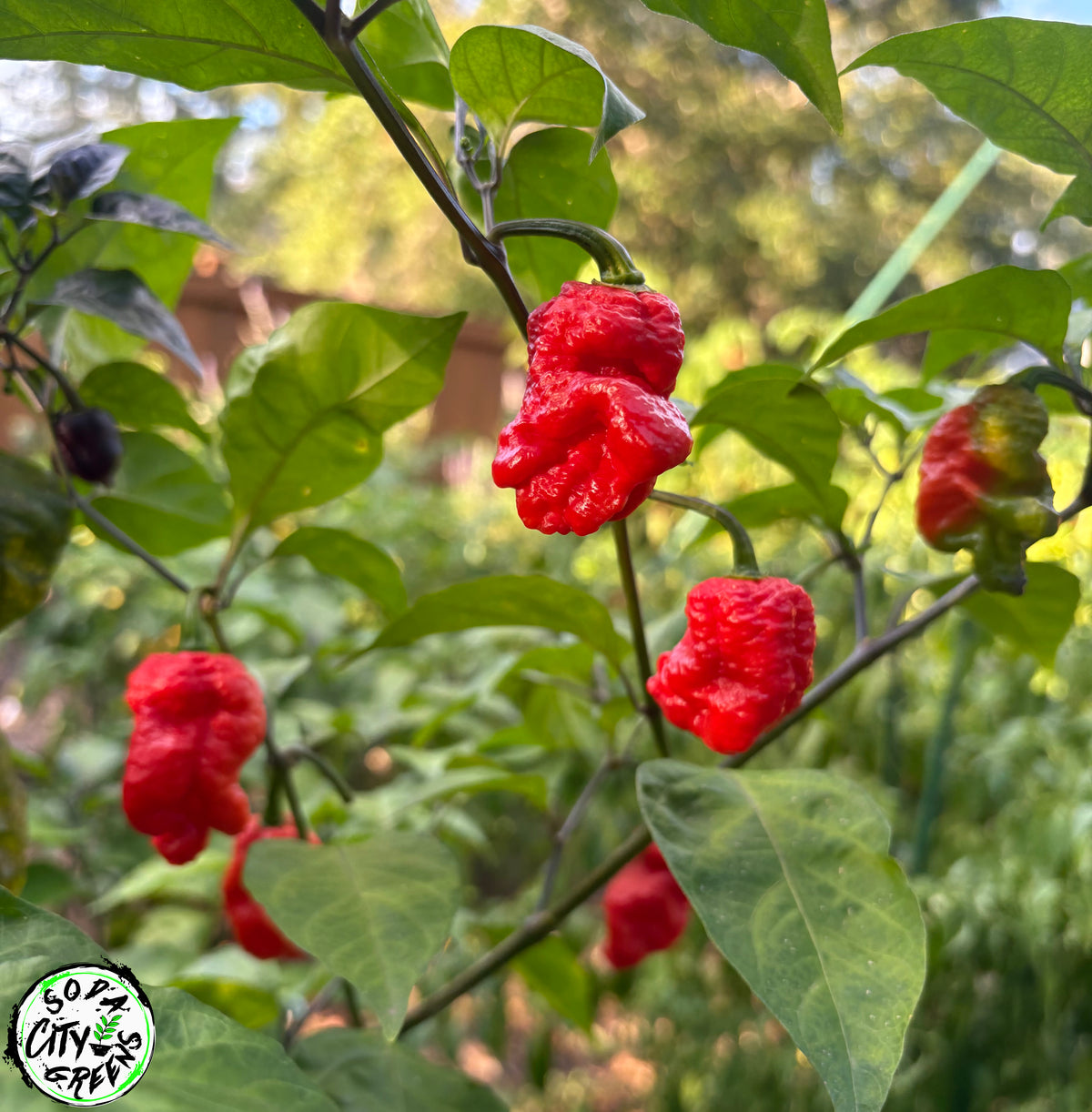 Daybreaker Pink Reaper Pepper Seeds