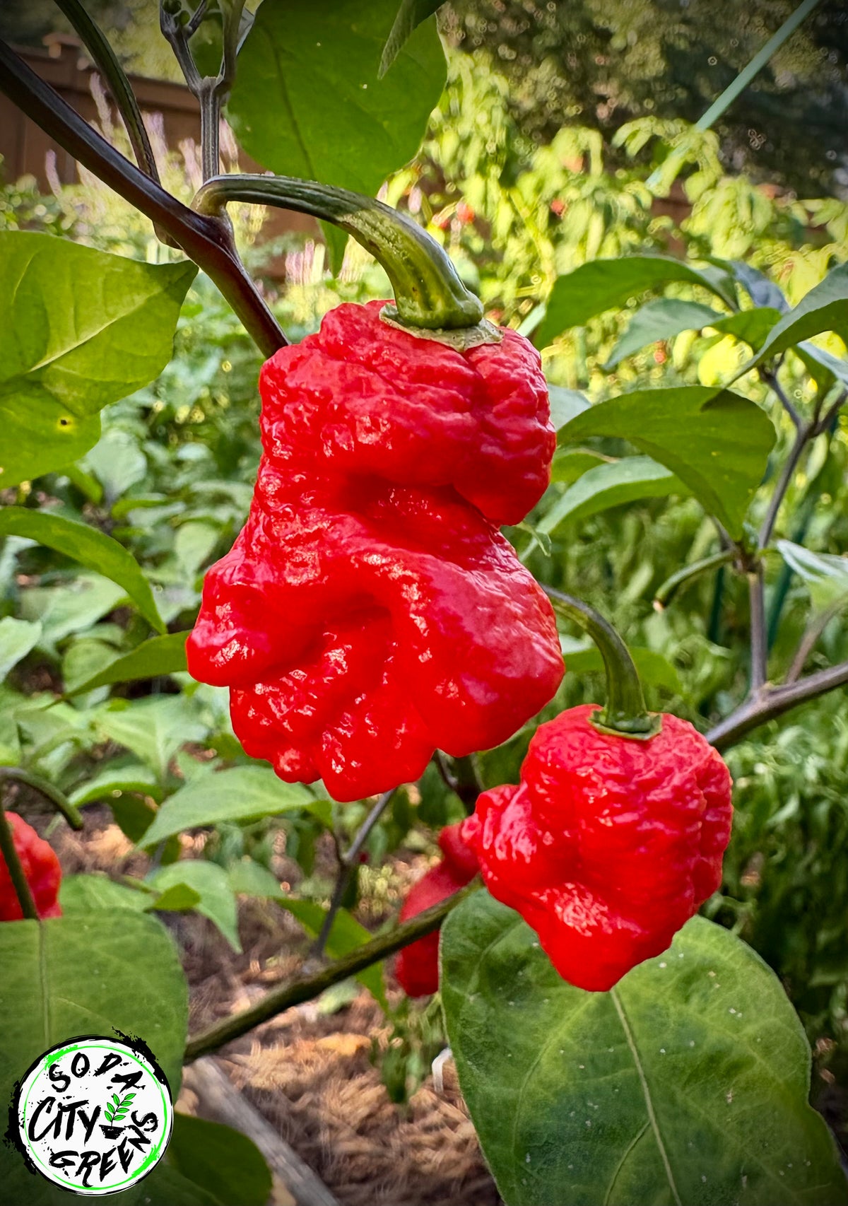 Daybreaker Pink Reaper Pepper Seeds