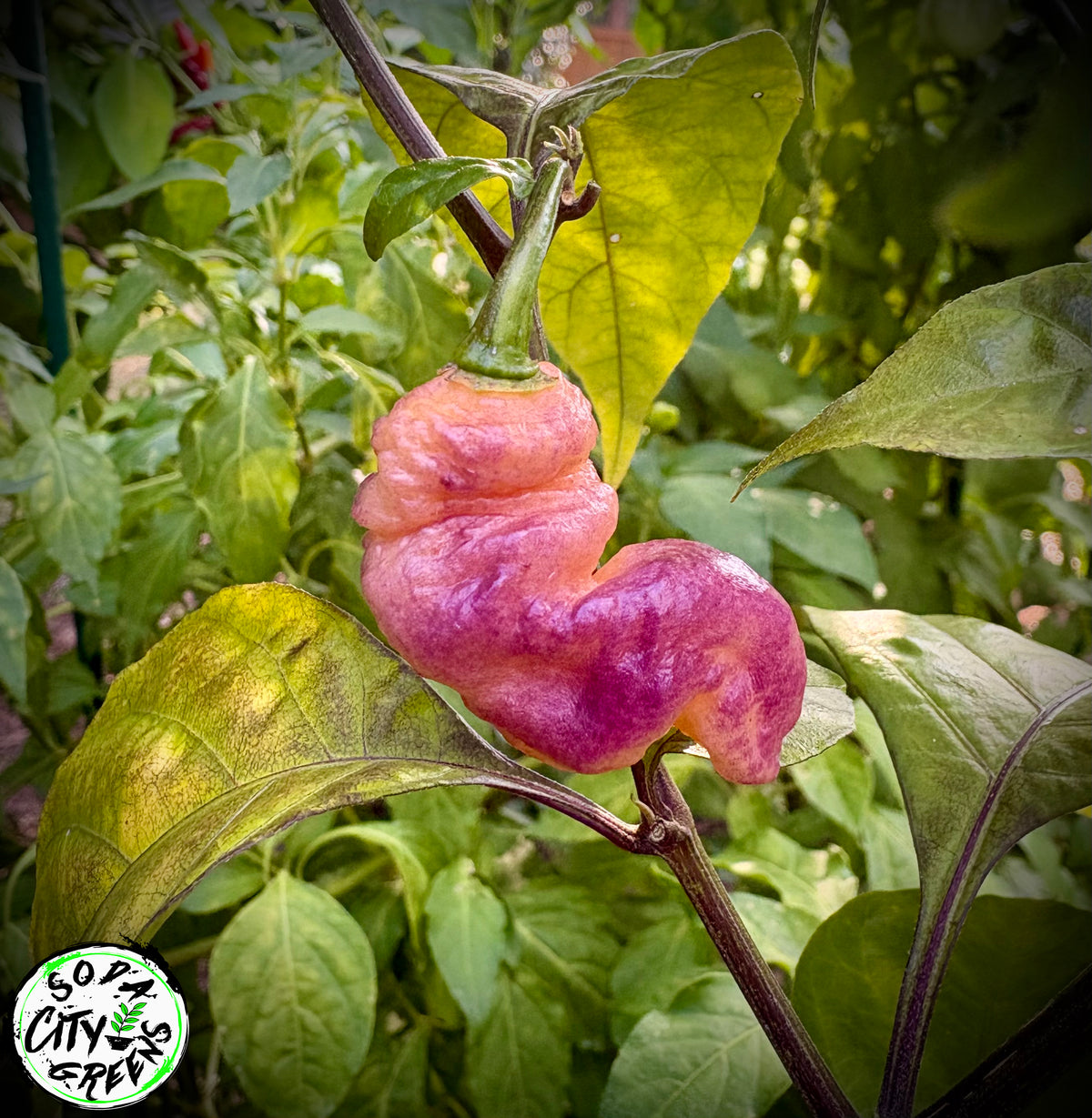 Daybreaker Pink Reaper Pepper Seeds