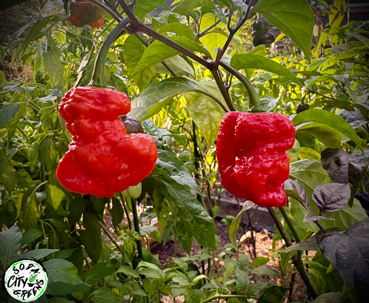 Daybreaker Pink Reaper Pepper Seeds