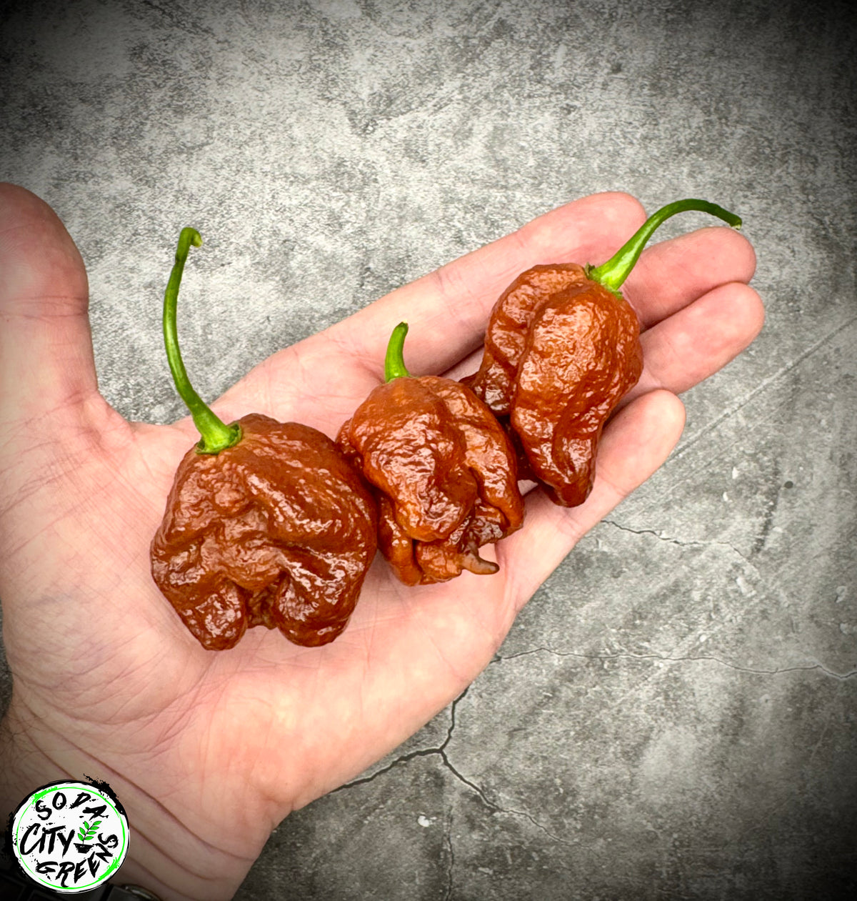 Caramel Moruga Scorpion Pepper Seeds