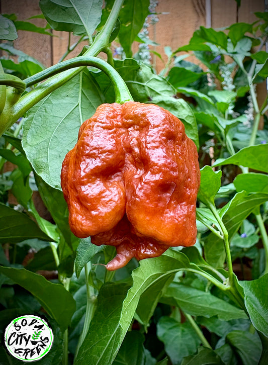Caramel Moruga Scorpion Pepper Seeds
