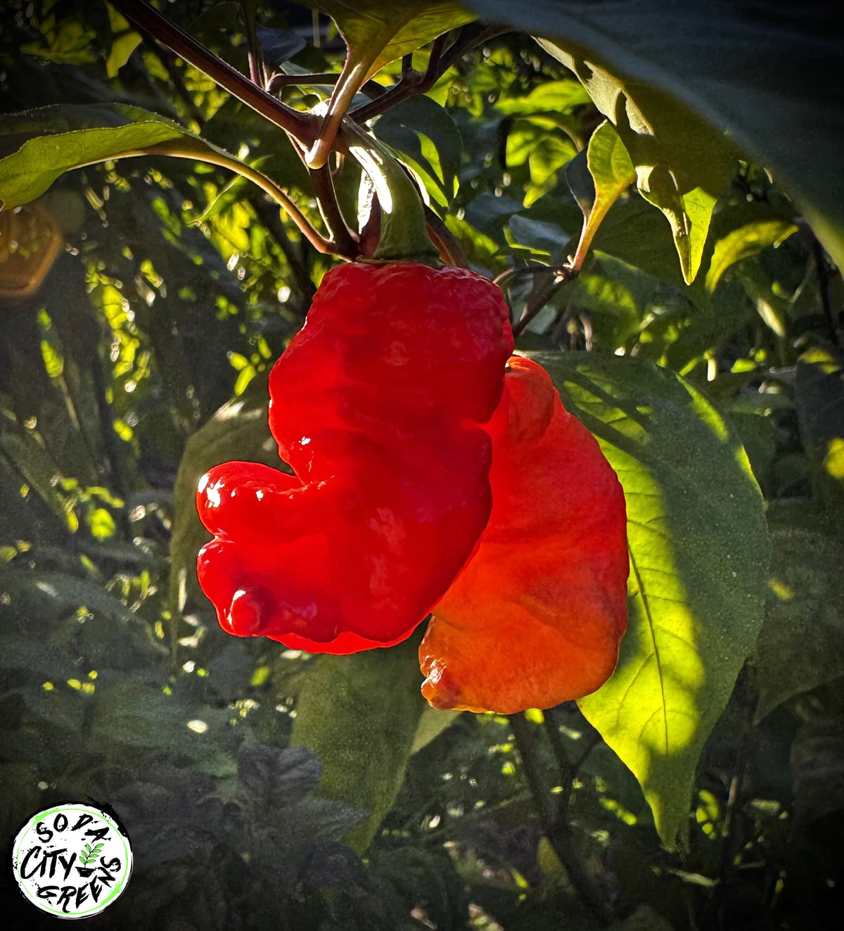 Daybreaker Pink Reaper Pepper Seeds