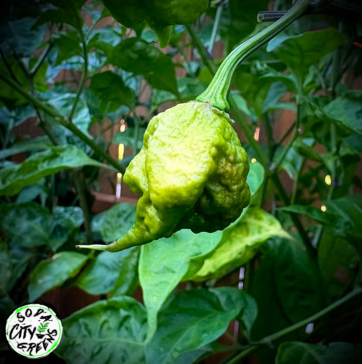 Red Carolina Reaper Pepper Seeds- Sinister Pepper Series